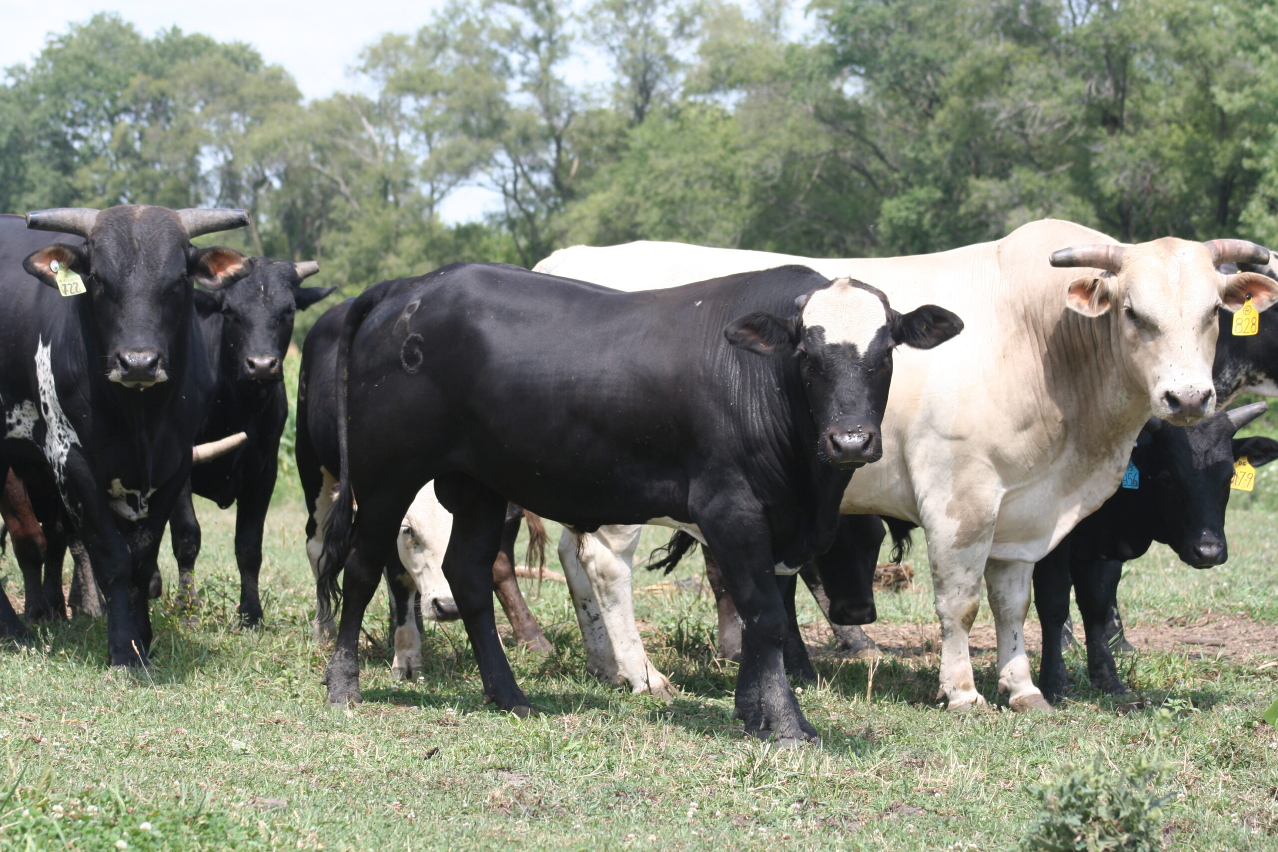 117-9-for-Kyle-Lippincott-8-12-2020