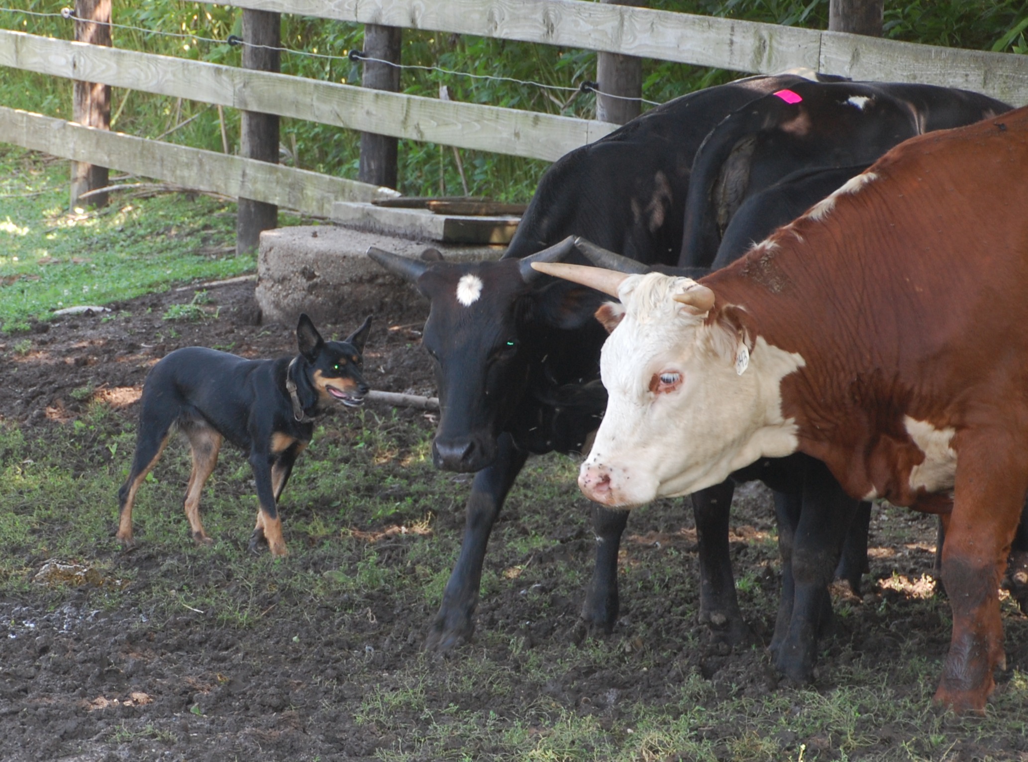 Bre-Moving-Heifers-Aug.-2025