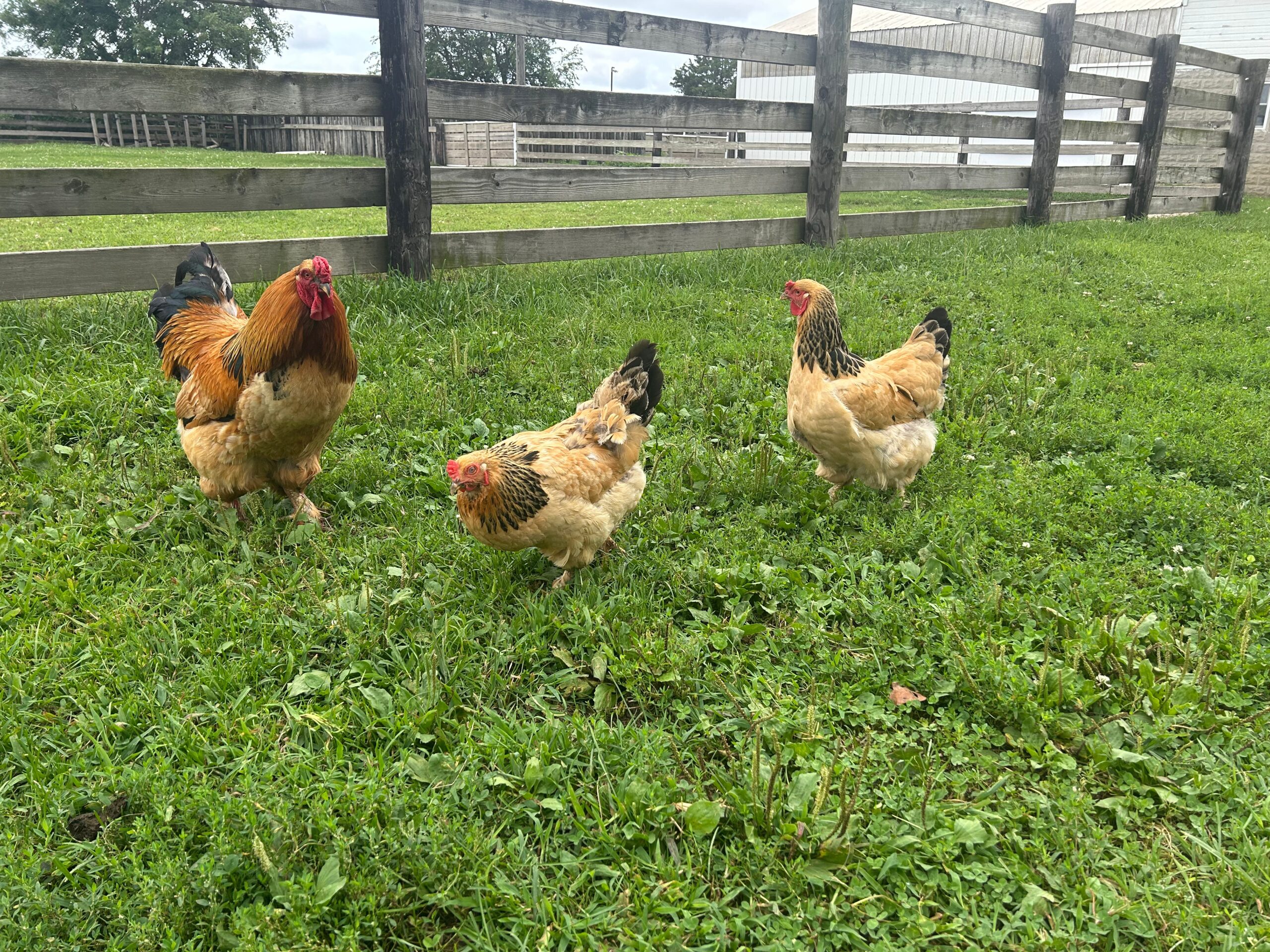 Buff-Brahma-Rooster-Hens