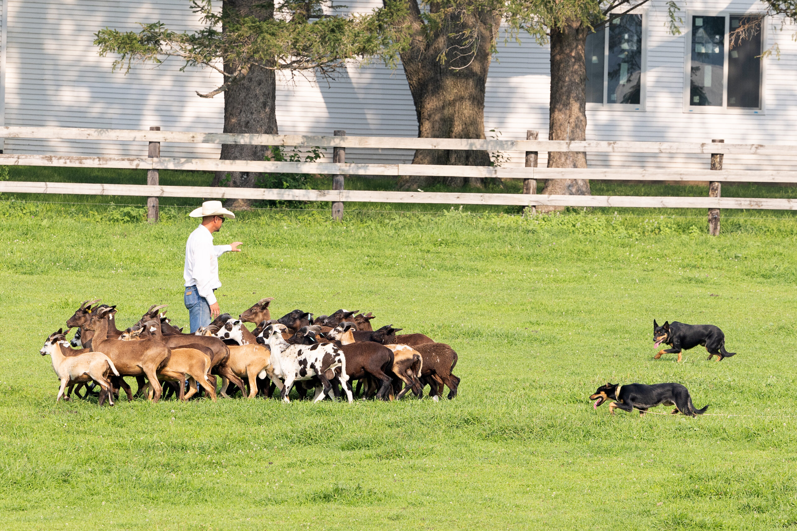 DG-Sheep-2-Dogs-East-Pasture-2