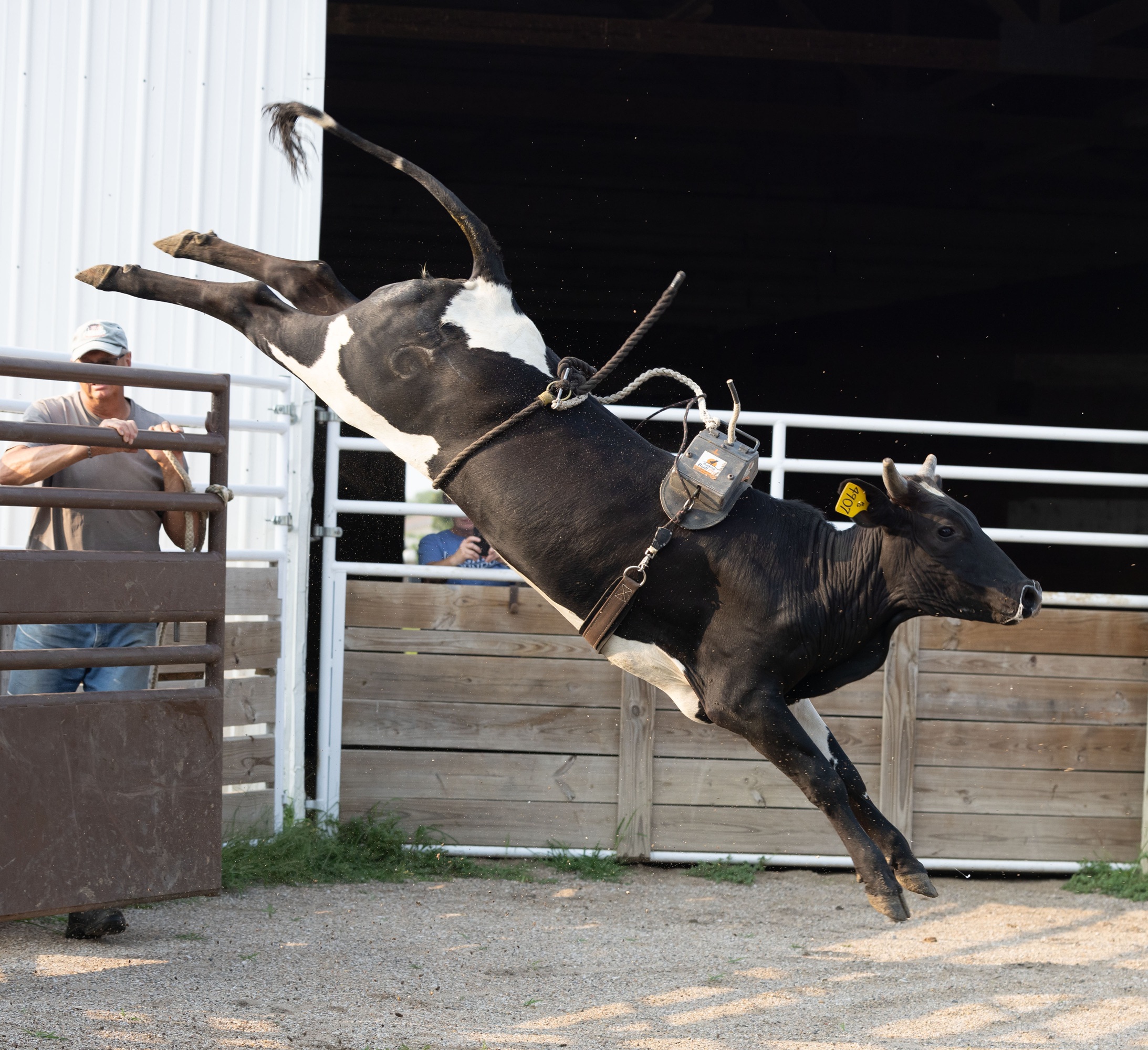 Heifer-4907-Aug.-2025a