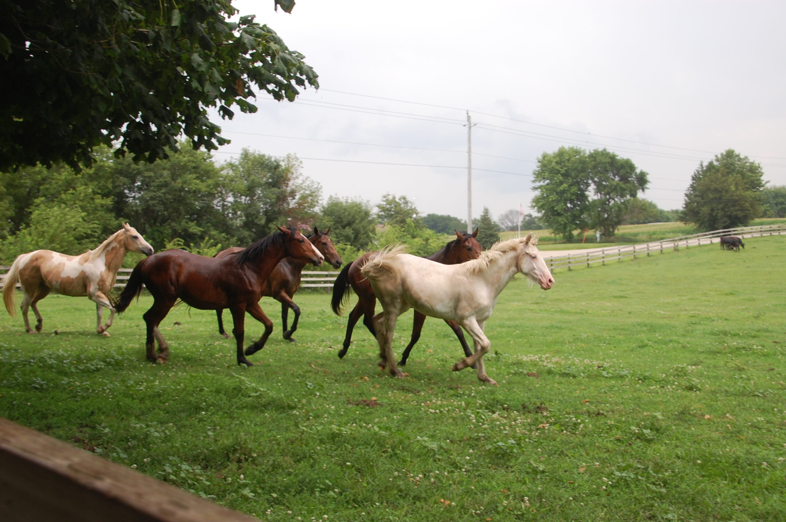 Horses Running After Rain East Pasture July 2024